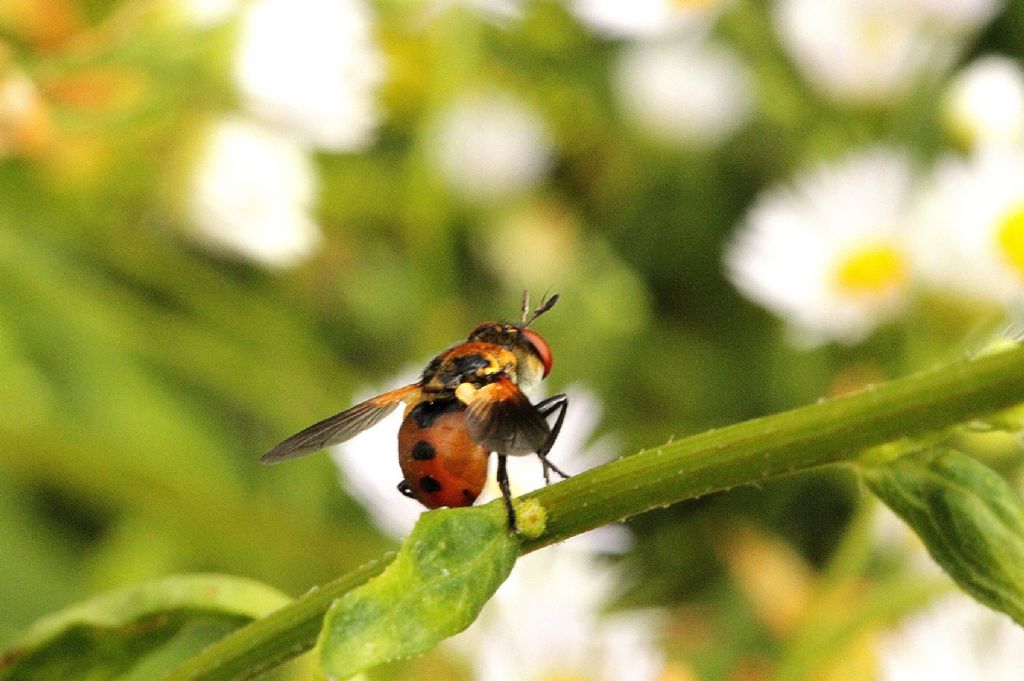 Conopidae?